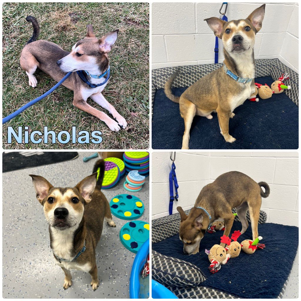 NICHOLAS - Terrier available for adoption