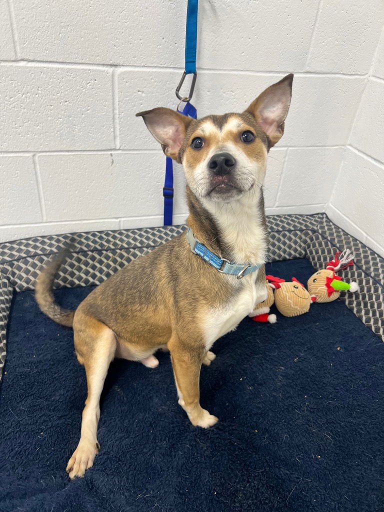 NICHOLAS - Terrier available for adoption