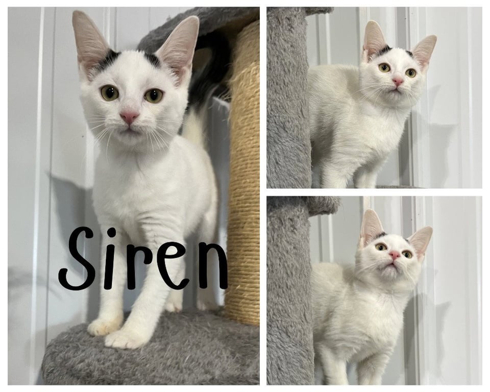 Siren Image
