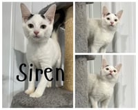 Siren - Photo 1