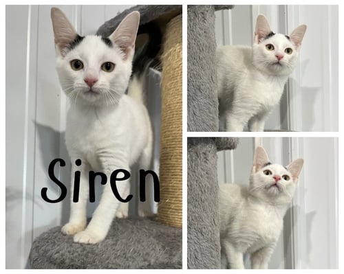 SIREN - Domestic Short Hair for adoption in Fort Wayne
