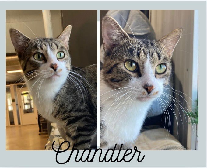 CHANDLER - POLYDACTYL - Domestic Short Hair available for adoption