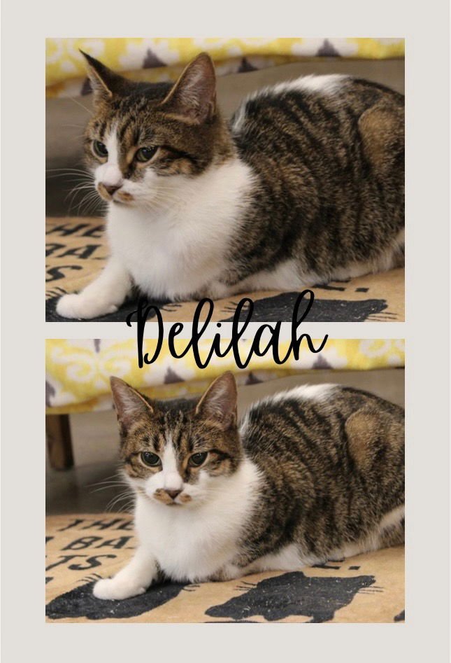 DELILAH - Domestic Short Hair available for adoption