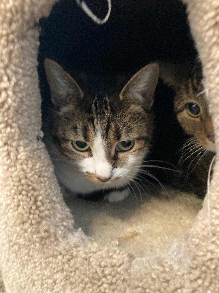 DELILAH - Domestic Short Hair available for adoption