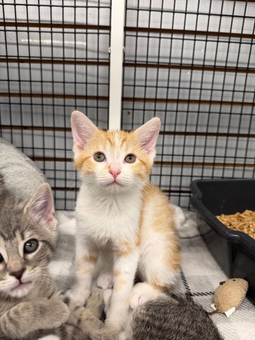 PHLOX - Domestic Short Hair available for adoption
