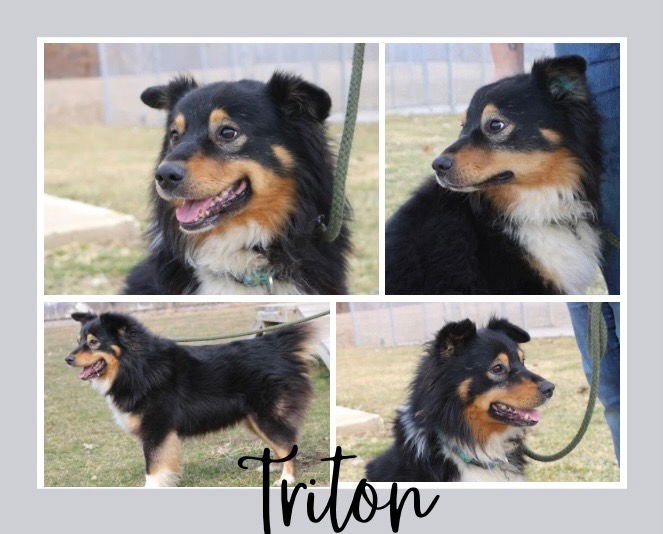 TRITON - Australian Shepherd available for adoption