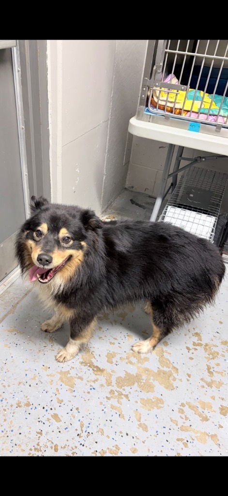 TRITON - Australian Shepherd available for adoption