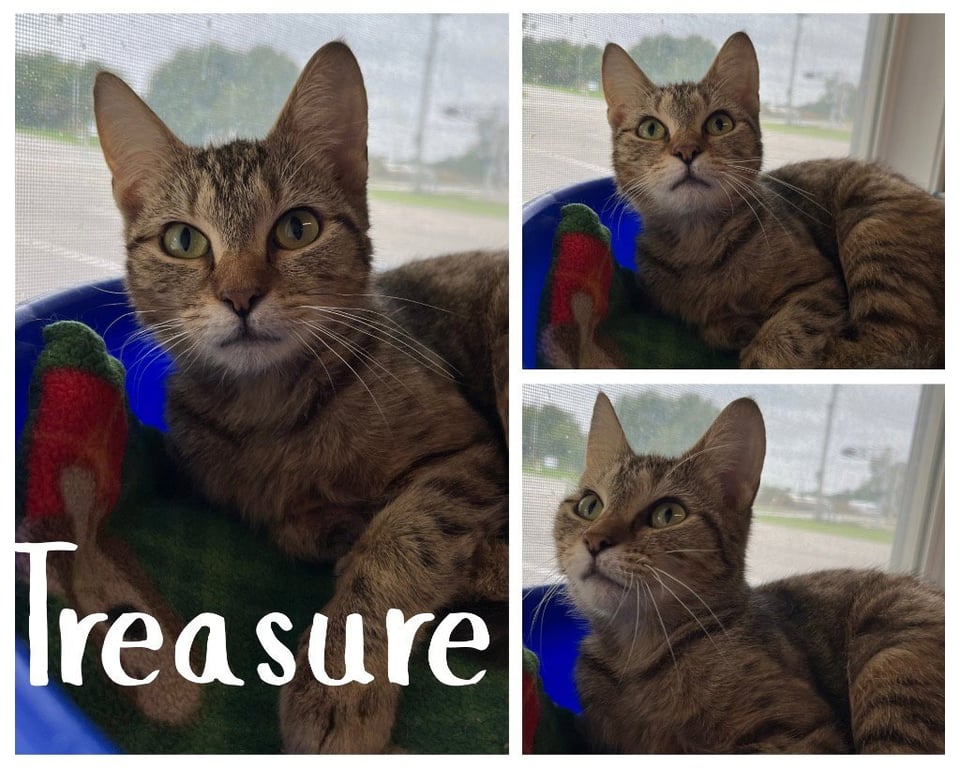 Treasure Image