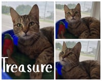 Treasure - Photo 1