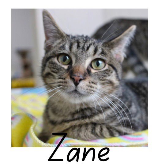 ZANE - Domestic Short Hair available for adoption