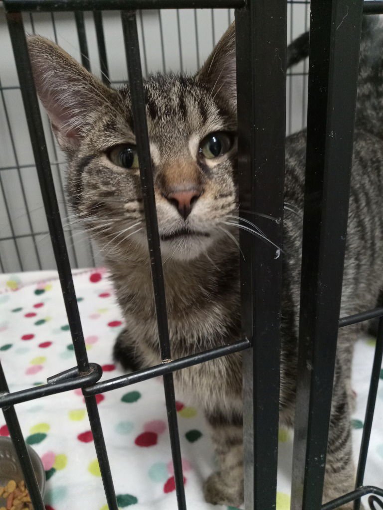 ZANE - Domestic Short Hair available for adoption