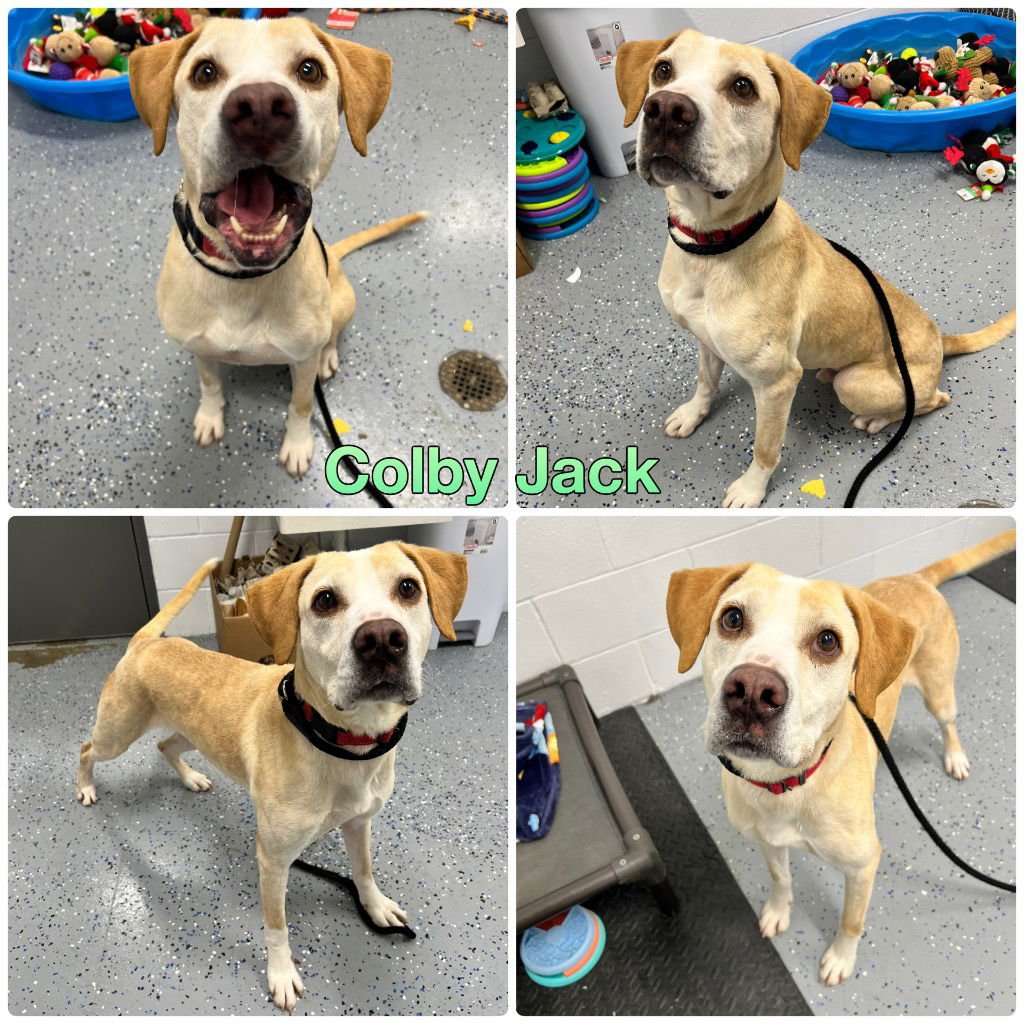 COLBY JACK - Labrador Retriever / American Staffordshire Terrier available for adoption