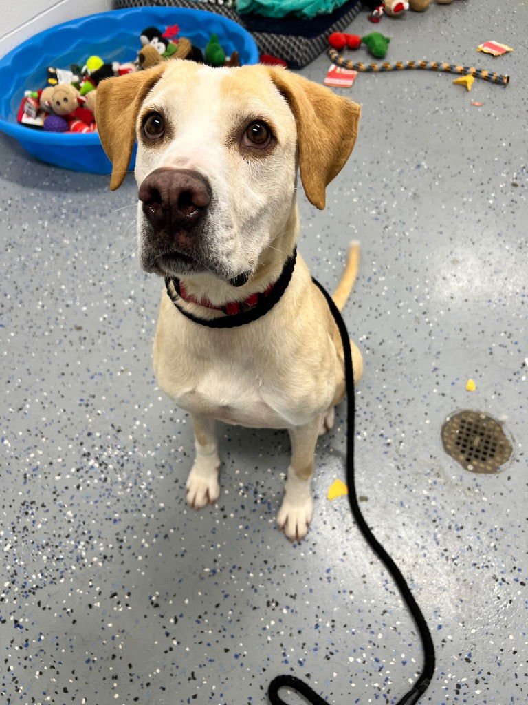 COLBY JACK - Labrador Retriever / American Staffordshire Terrier available for adoption