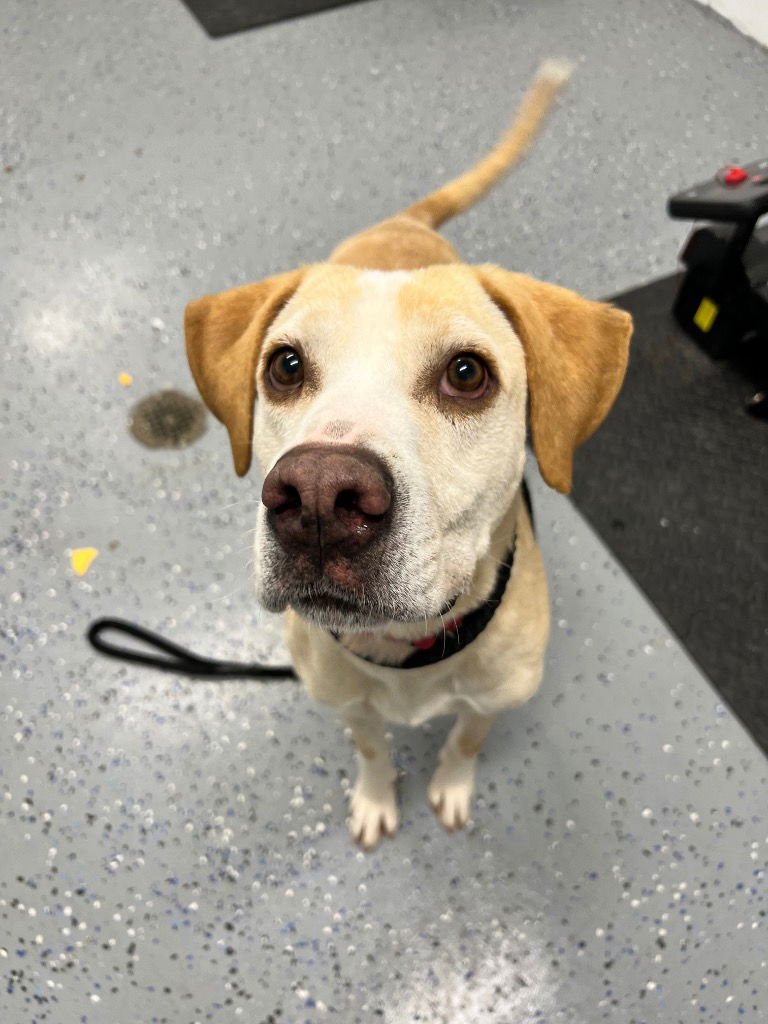 Colby Jack - Photo 3