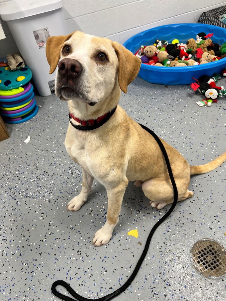 Colby Jack - Photo 4