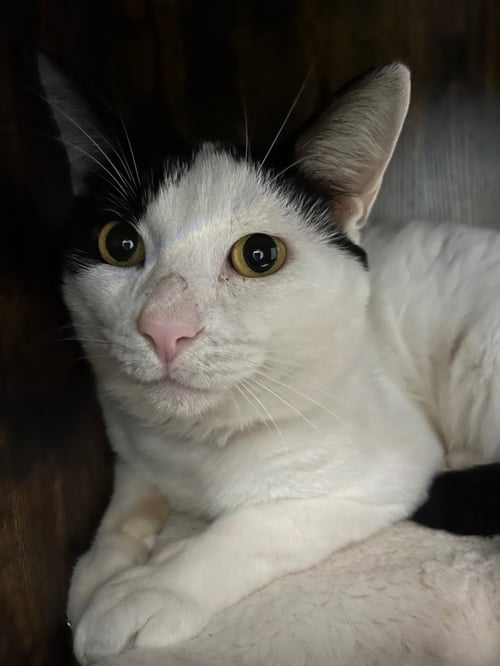 FLASHLIGHT - Domestic Short Hair for adoption in Fort Wayne