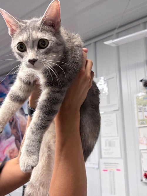 DUCHESS - Domestic Short Hair available for adoption