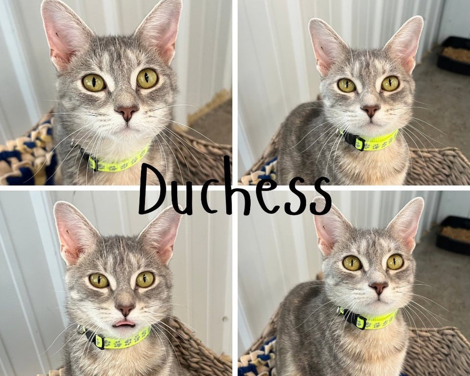 Duchess Image