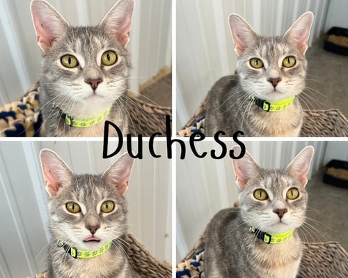 DUCHESS - Domestic Short Hair available for adoption