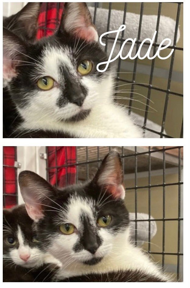 JADE - Domestic Short Hair available for adoption