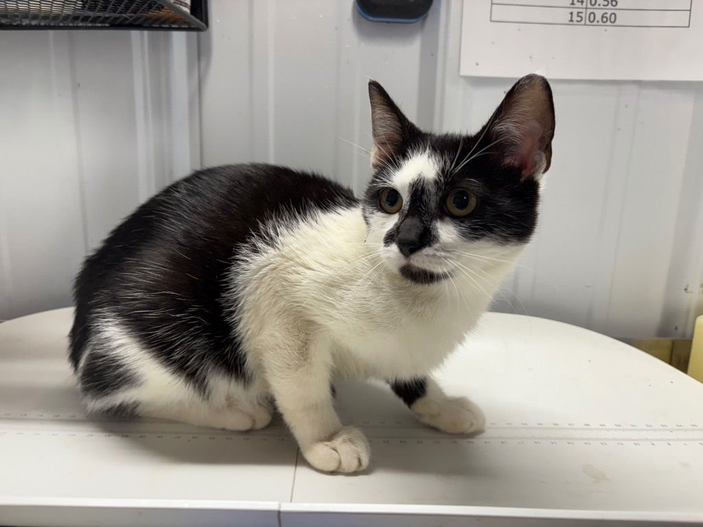 JADE - Domestic Short Hair available for adoption