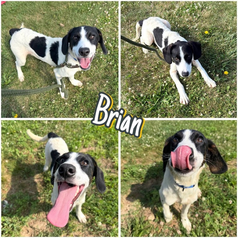 Brian Image