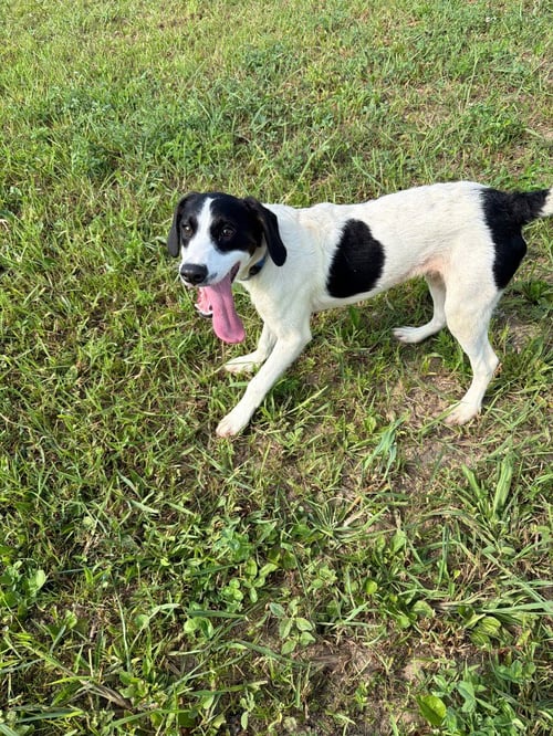 BRIAN - Coonhound available for adoption