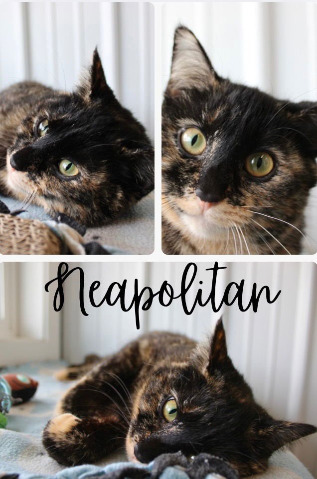 NEAPOLITAN - Domestic Short Hair available for adoption