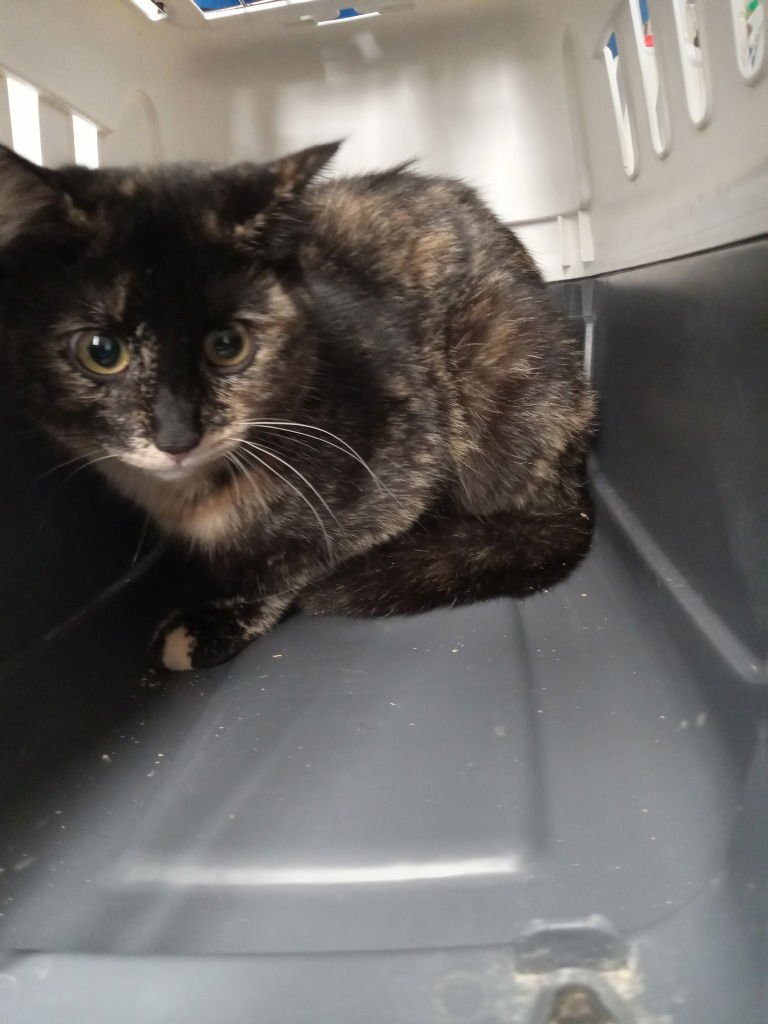 NEAPOLITAN - Domestic Short Hair available for adoption