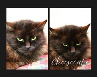 Cheesecake - Photo 1