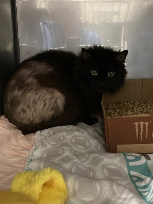 CHEESECAKE - Domestic Medium Hair available for adoption