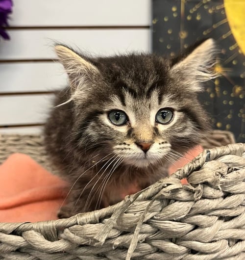 BLUEBERRY MUFFIN - Domestic Medium Hair for adoption in Fort Wayne