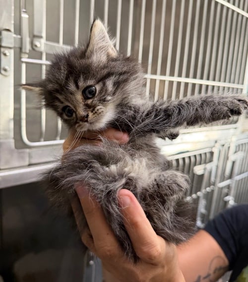 BLUEBERRY MUFFIN - Domestic Medium Hair available for adoption
