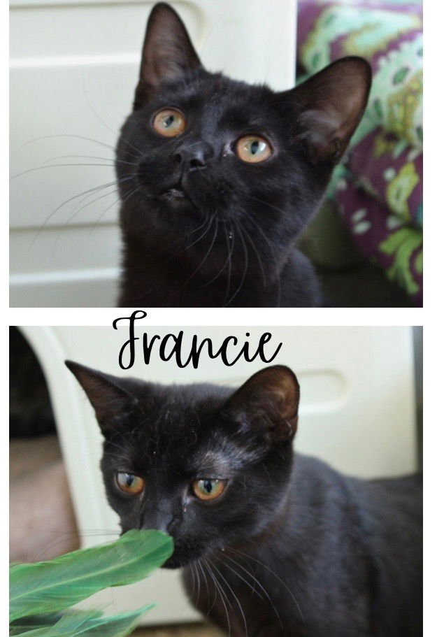 FRANCIE - Domestic Short Hair available for adoption