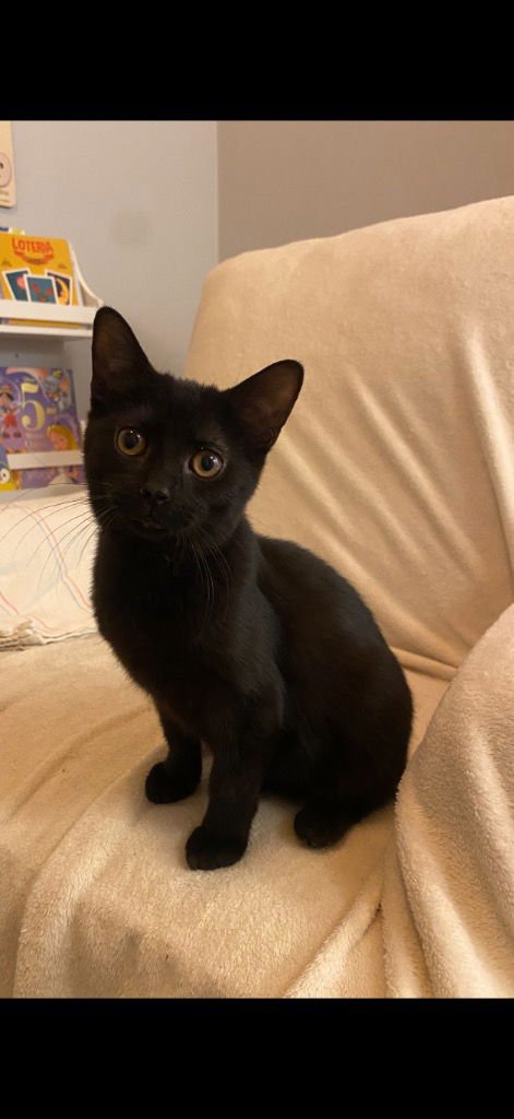 FRANCIE - Domestic Short Hair available for adoption