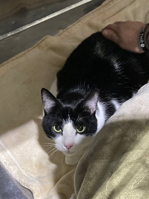 NIKKO - Domestic Short Hair available for adoption