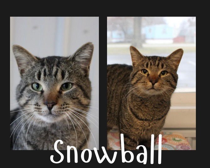 SNOWBALL - Domestic Short Hair available for adoption