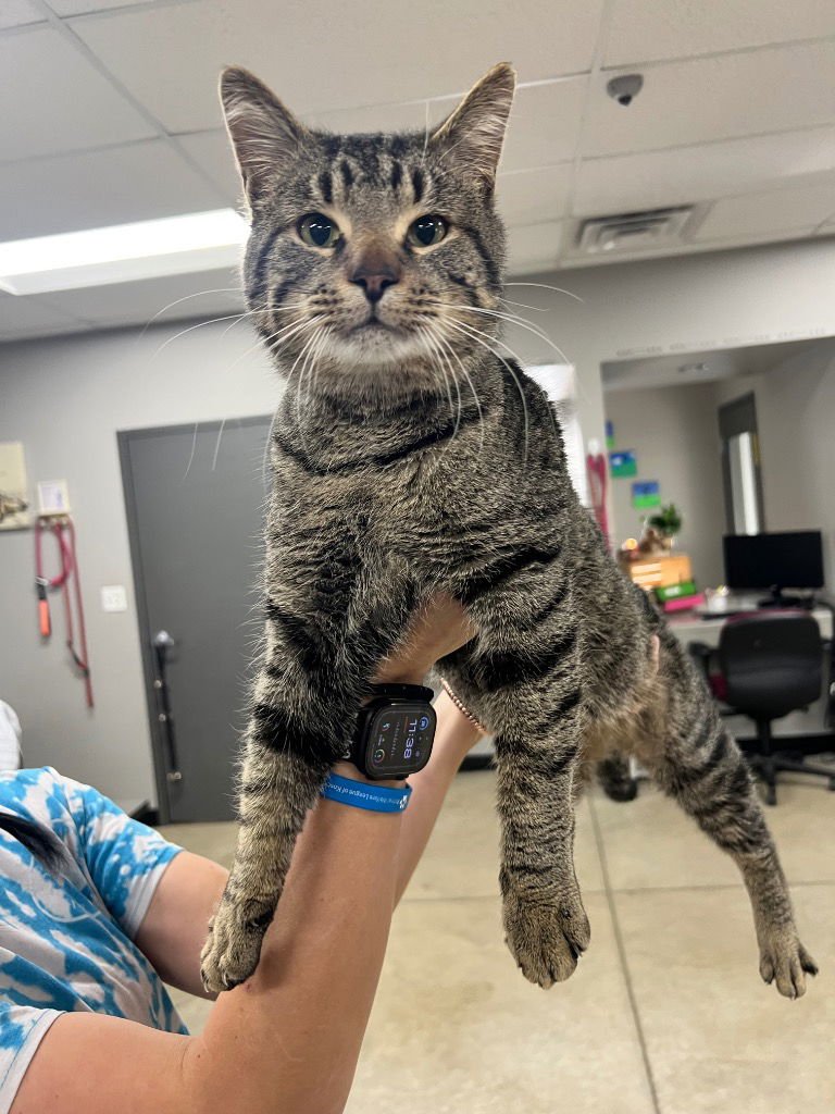 SNOWBALL - Domestic Short Hair available for adoption