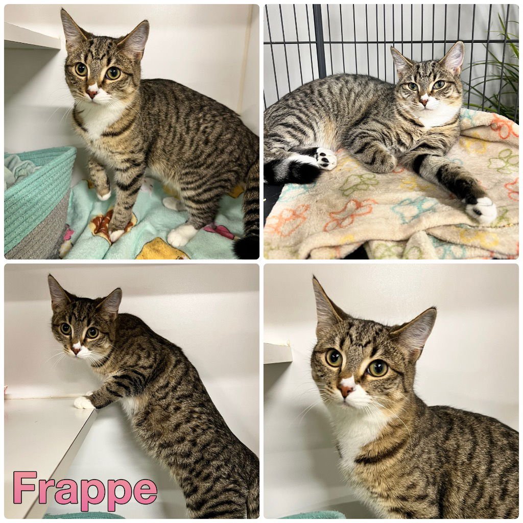 FRAPPE -LONG TERM 5*27*25-FEE WAIVED - Domestic Short Hair available for adoption
