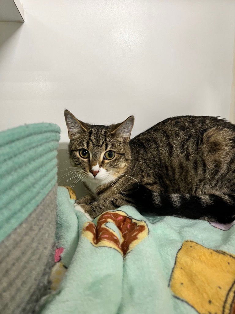 FRAPPE -LONG TERM 5*27*25-FEE WAIVED - Domestic Short Hair available for adoption