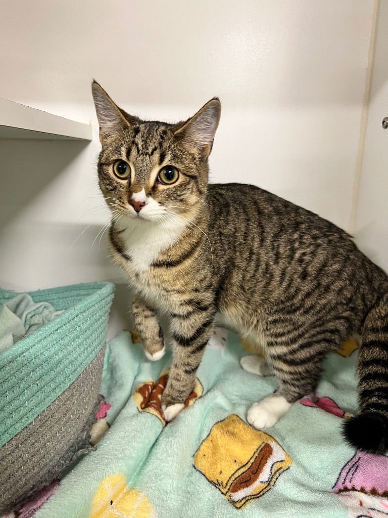 Frappe -LONG TERM 5*27*25-Fee Waived - Photo 4