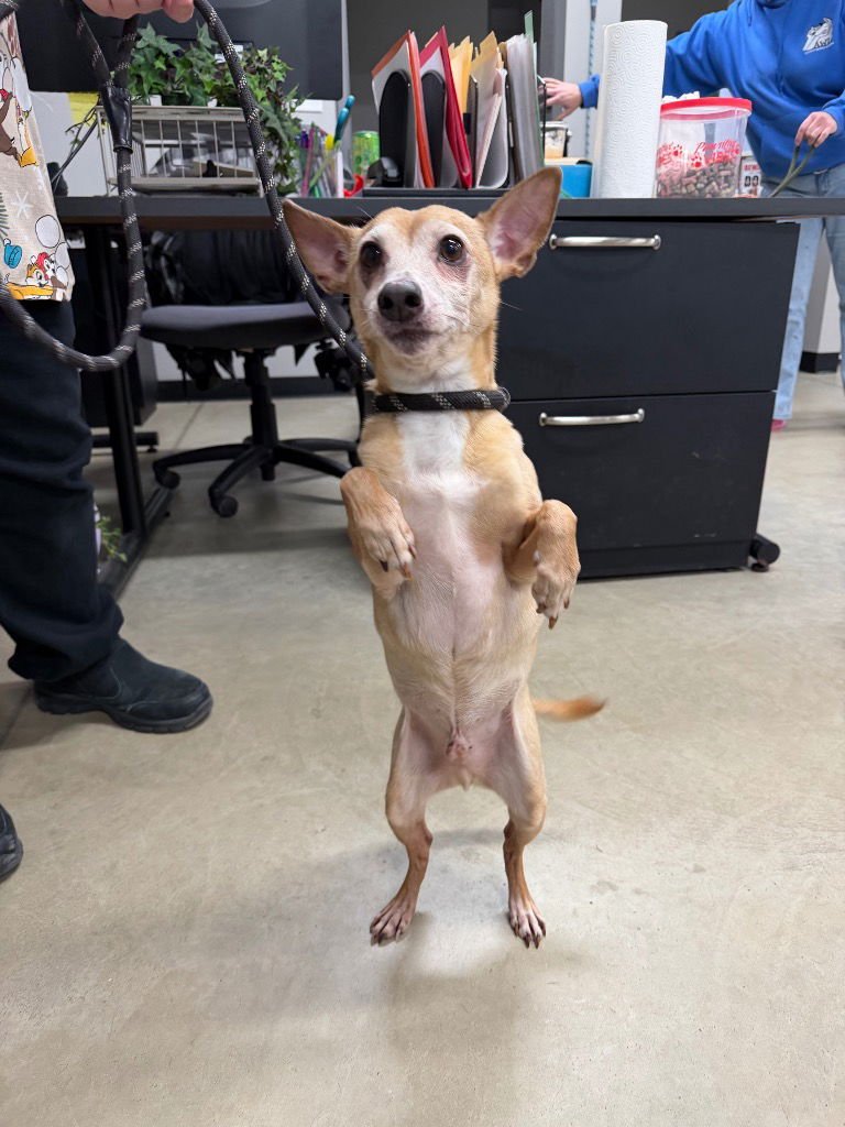 MONTY - Chihuahua available for adoption