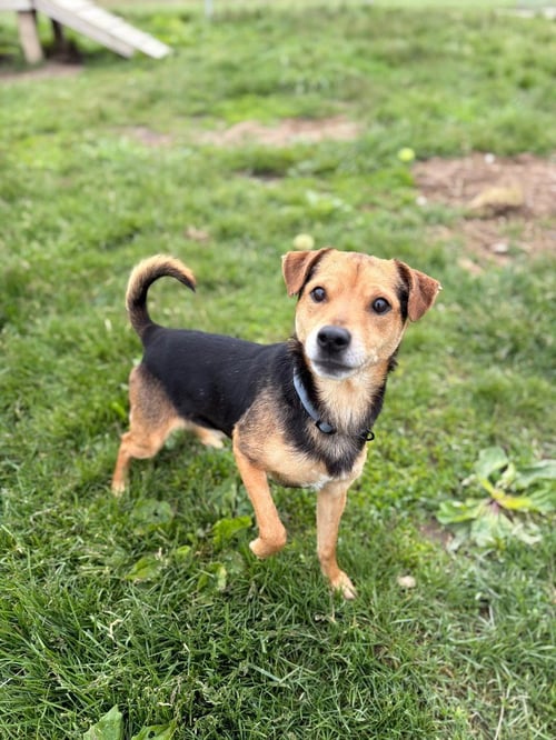 ANDY - Terrier available for adoption