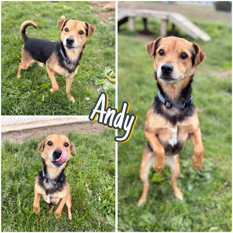Andy Image