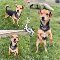 Andy - Photo 1