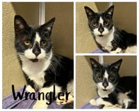 Wrangler - Silo - Photo 1