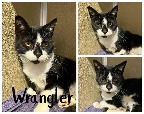 WRANGLER - SILO - Domestic Short Hair available for adoption