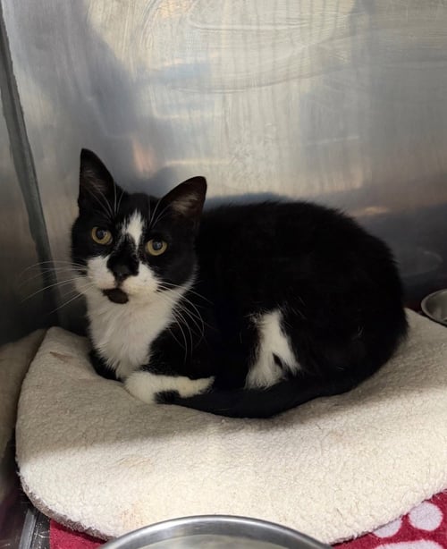 WRANGLER - SILO - Domestic Short Hair available for adoption