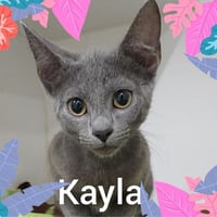 Sweetie - Barn Cat - Photo 2