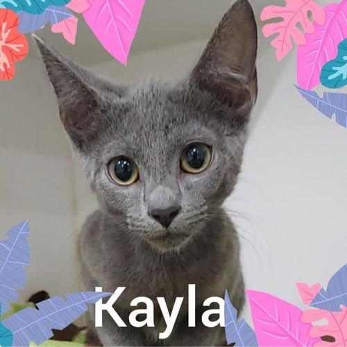SWEETIE - BARN CAT - Domestic Short Hair / Russian Blue available for adoption